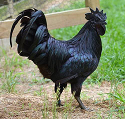 Kadaknath Chicken Meat Without Skin Curry Cut