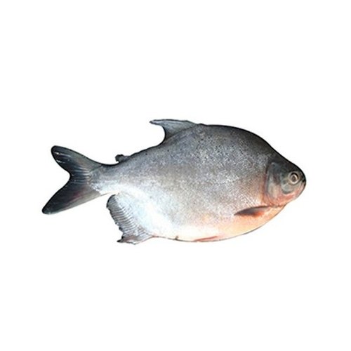 Roopchanda Fish Online - Roopchand Fish Curry Cut