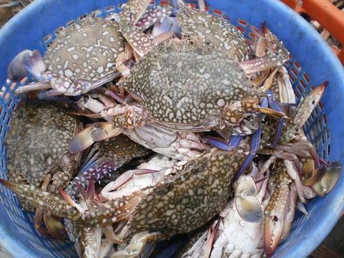 Crabs - Medium Size (100-200 Grams)
