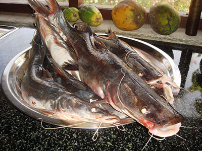 Desi Singhada - Curry Cut