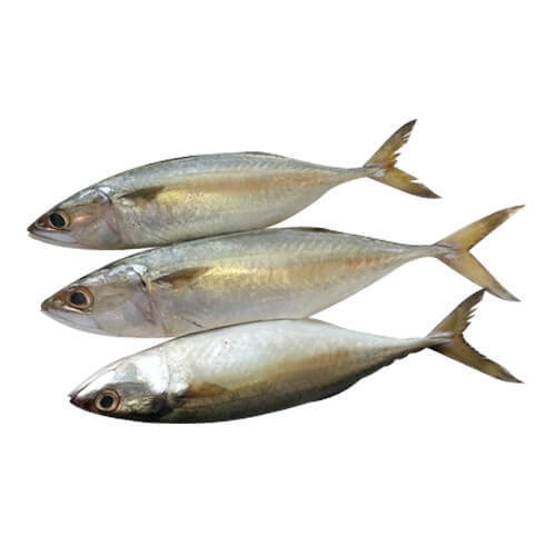Mackerel/Ayala/Bangada Fish