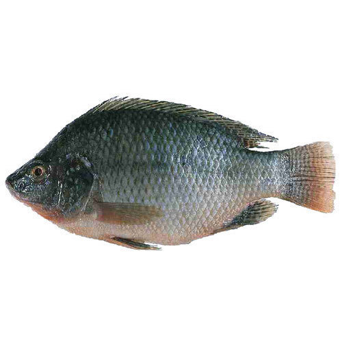 Tilapia Whole Clean 