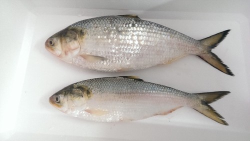 Hilsa/Ilish (Whole fish size 1100-1250 Grams) Curry Cut