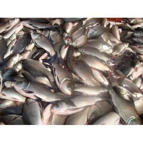 Rohu Fish-whole Cleaned  (150 Grams to 250 Grams)