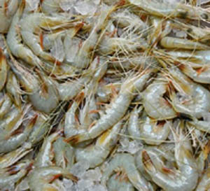 Fresh Prawns - Medium Size Whole (Not Cleaned)