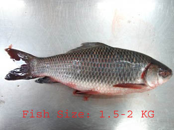 Rohu Fish Curry Cut - With Head