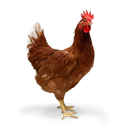 Aseel Breed Contry Chicken