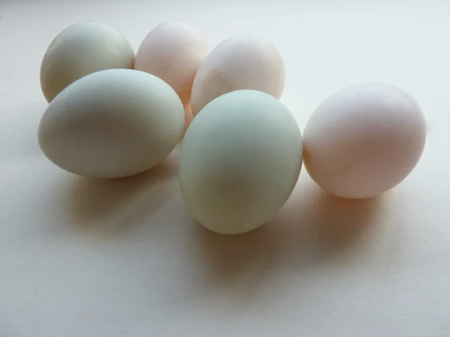 Duck Eggs - 12 Pieces