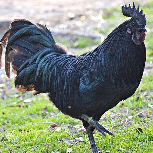 Kadaknath Murga