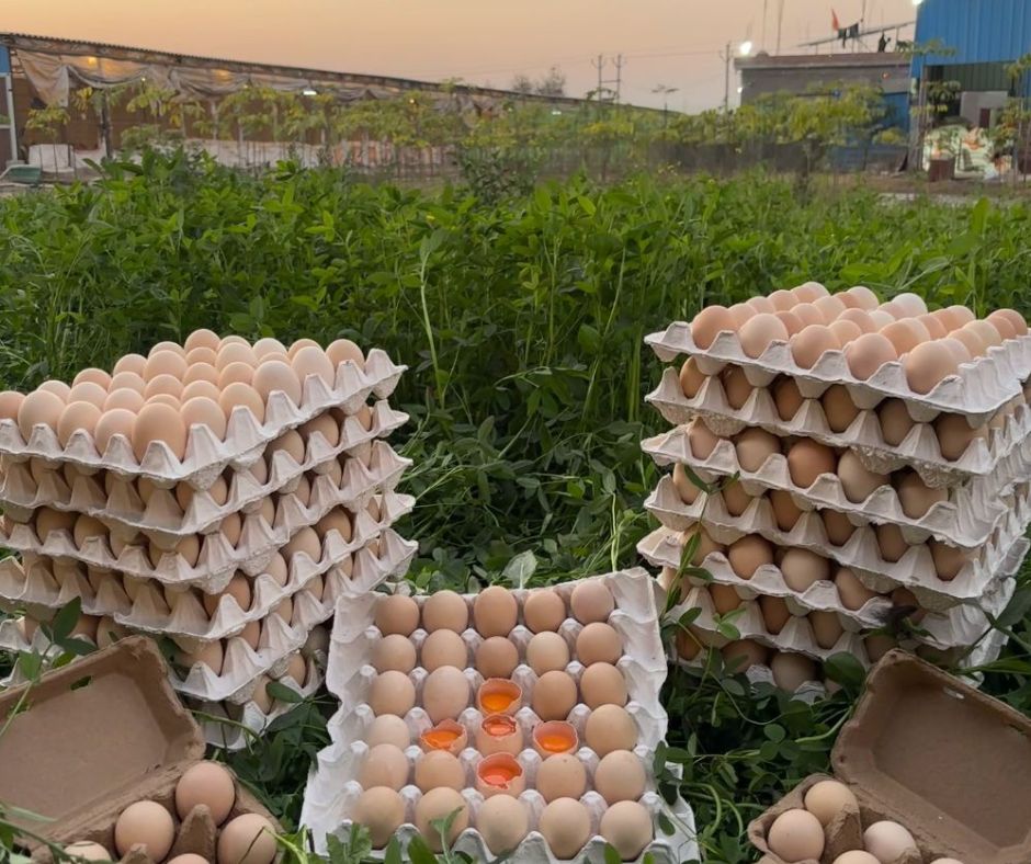 Kadaknath Eggs - 12 Pieces