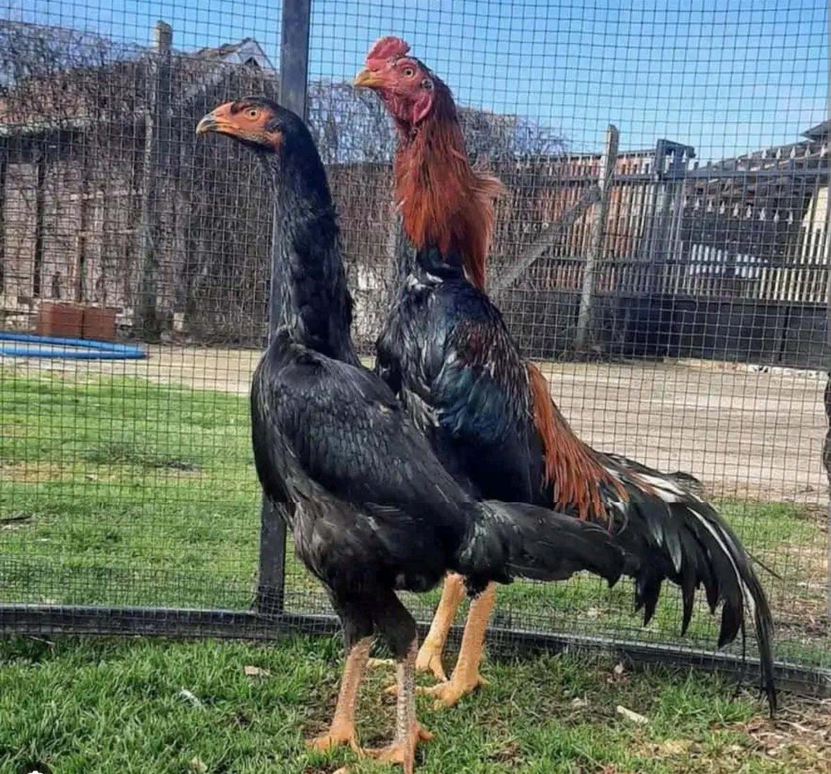 Sonali Country Chicken